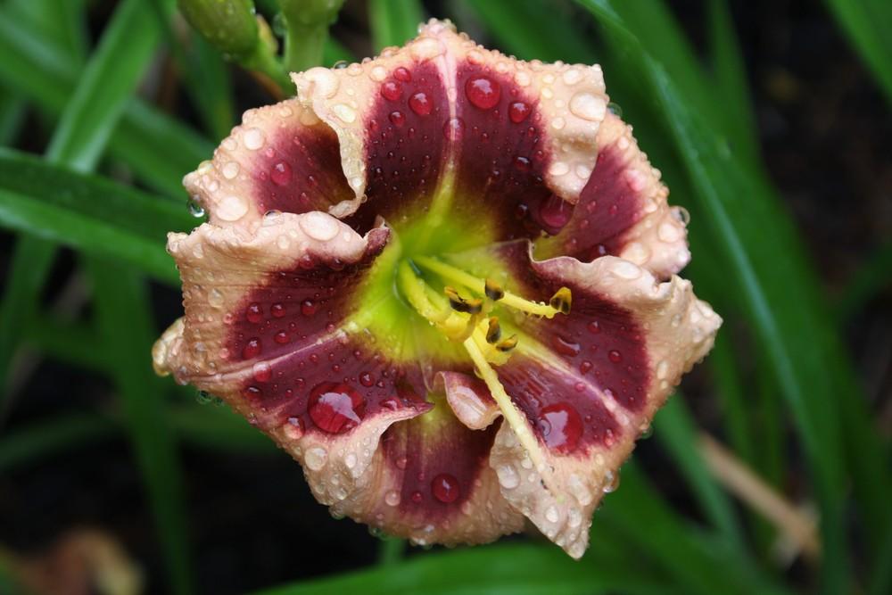 Hemerocallis 'Raspberry Splash'