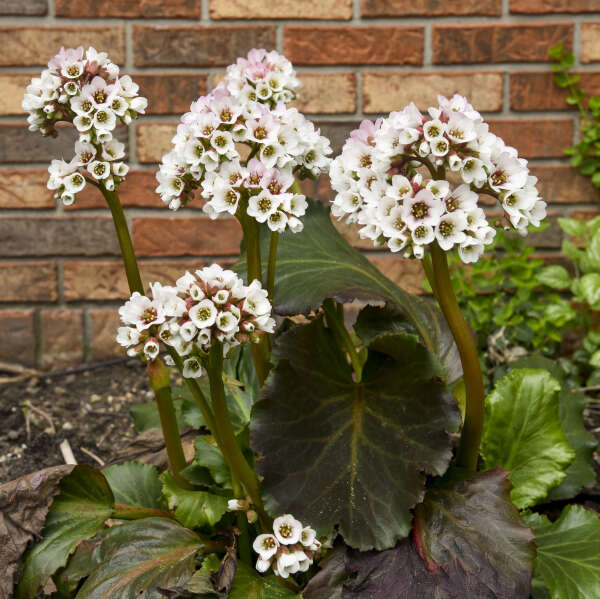 Bergenia 'Happily ever after'
