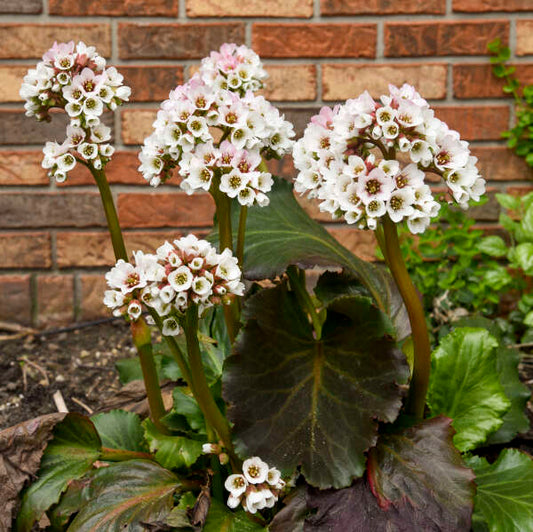 Bergenia 'Happily ever after'
