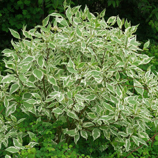 Cornus alba 'Elegantissima'