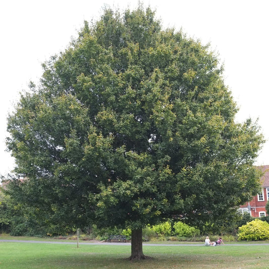 Acer campestris