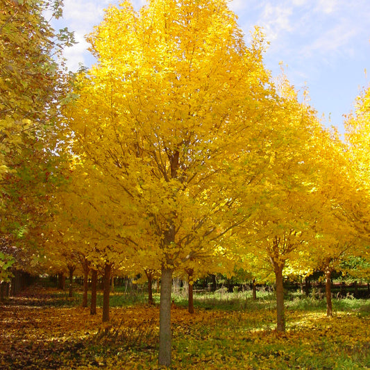 Acer Miyabei 'State Street' (Morton)