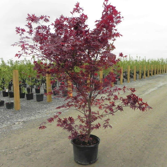 Acer palmatum 'Fireglow'