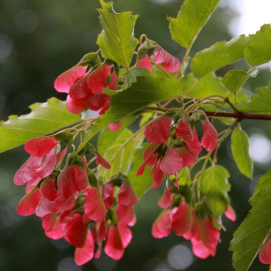 Acer ginnala 'Ruby slippers'
