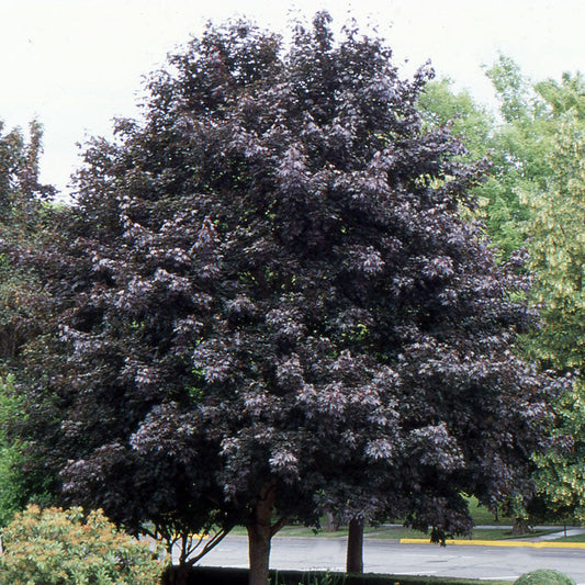 Acer platanoides 'Crimson King'