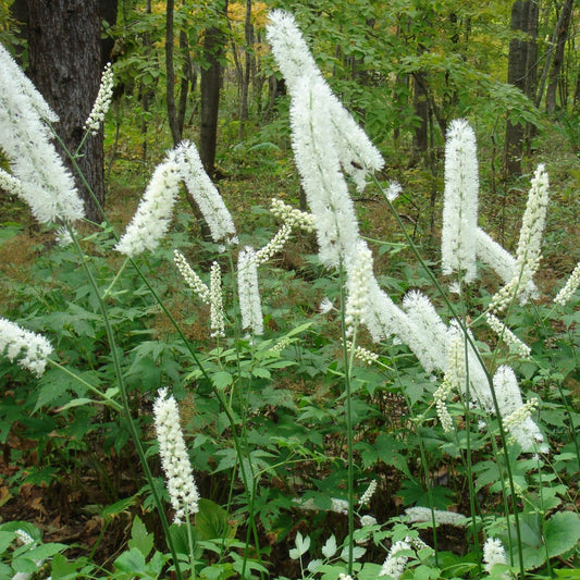 Cimicifuga simplex 'White Pearl'