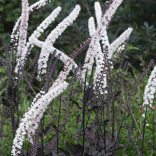 Cimicifuga simplex 'Black Negligee'