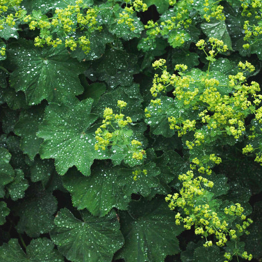 Alchemilla mollis