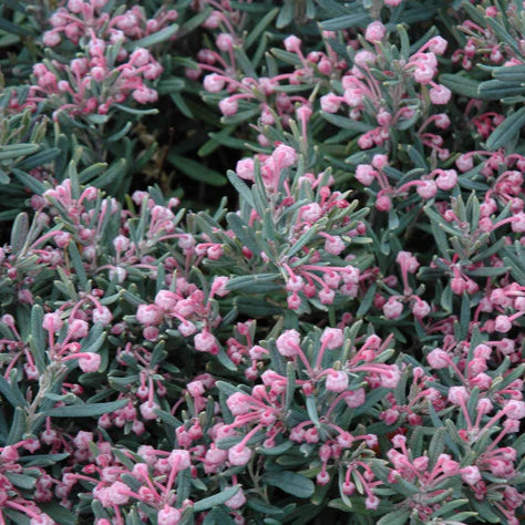 Andromeda polifolia 'Blue Ice'