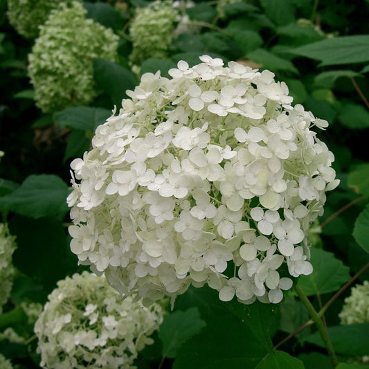 Hydrangea arborescens 'Annabelle'