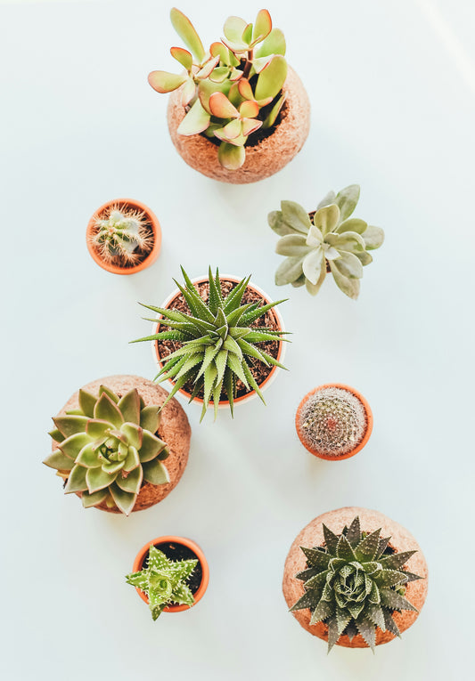 Succulentes