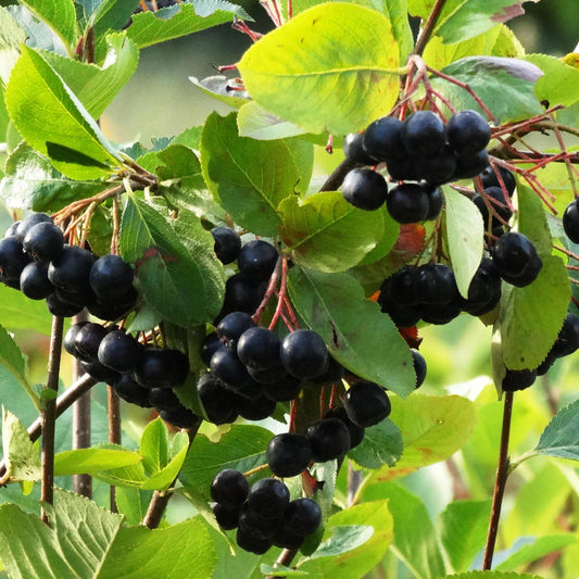 Aronia prunifolia x 'Viking'