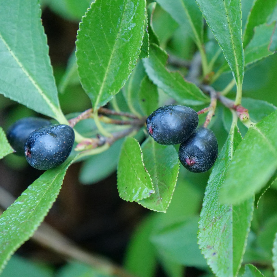 Aronia melanocarpa 'Ground Hug'® PW (biologique)