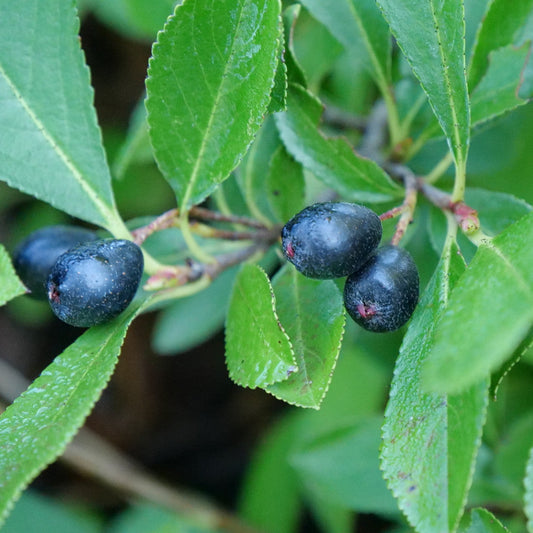 Aronia melanocarpa 'Ground Hug'® PW (biologique)