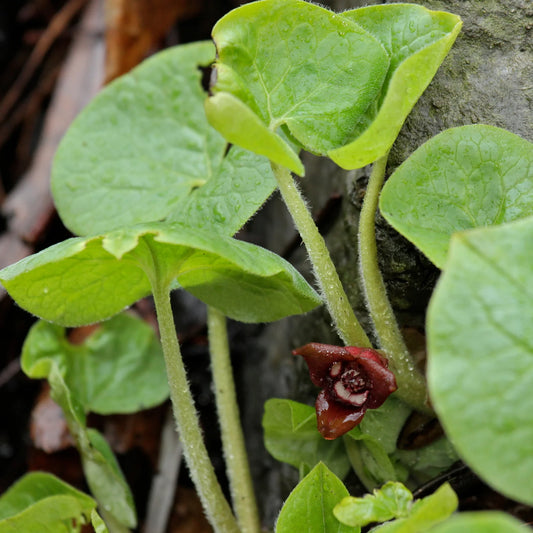 Asarum canadense