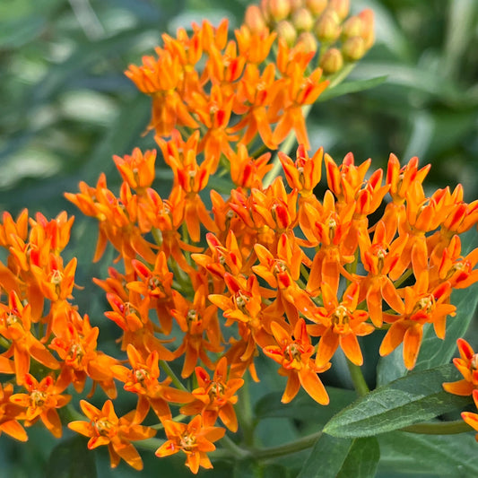 Asclepias tuberosa
