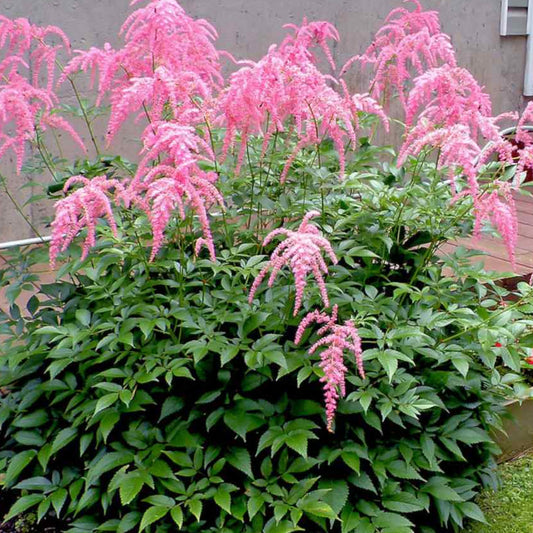 Astilbe 'Ostrich Plume'