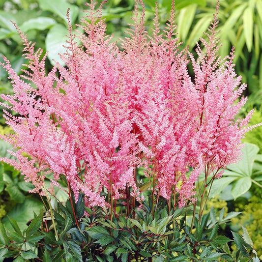 Astilbe 'Erika'