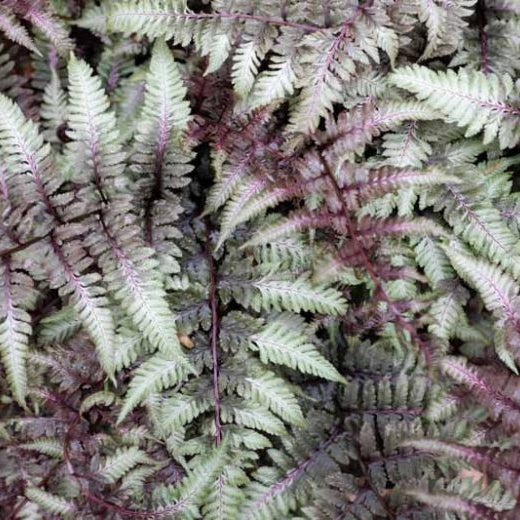 Athyrium niponicum 'Red Beauty'