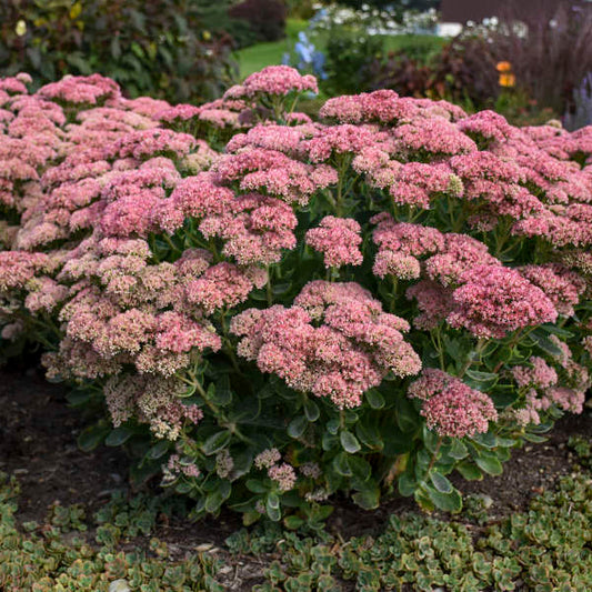 Sedum 'Autumn Joy'