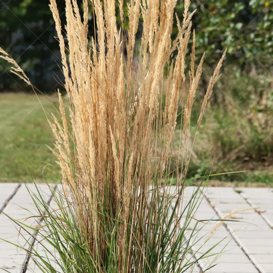 Calamagrostis acutiflora (x) 'Avalanche'