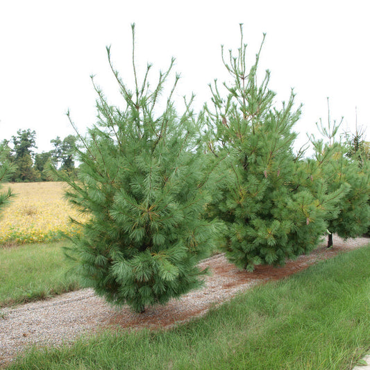 Pinus strobus