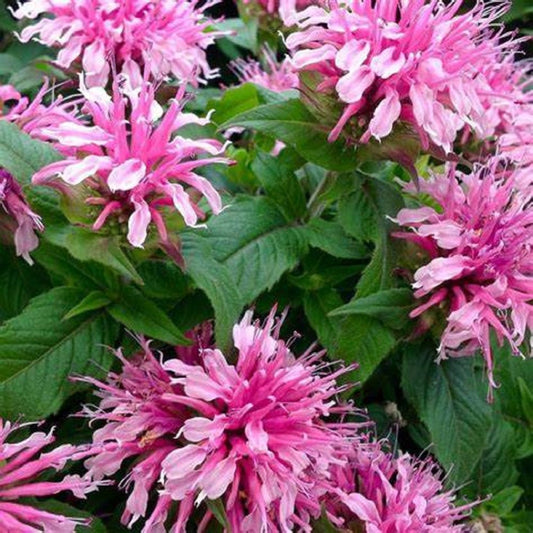 Monarda 'Balmy Pink' (Balmy Series)