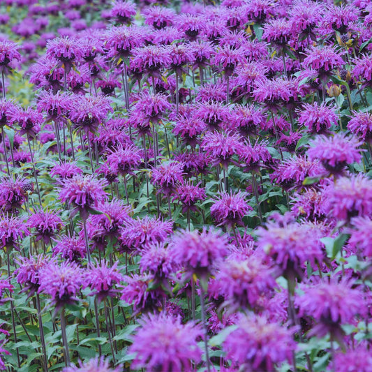 Monarda 'Balmy Purple' (Balmy Series)