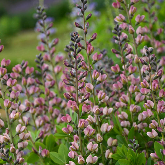 Baptisia 'Decadence Pink Truffles'