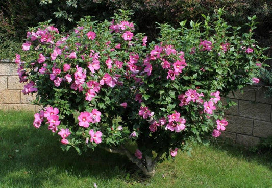 Hibiscus syriacus