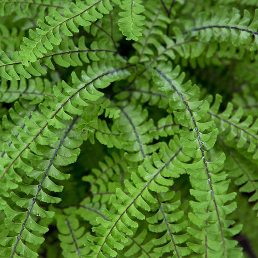 Adiantum pedatum