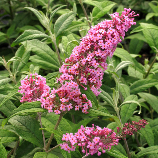 Buddleja davidii 'Pink Delight'