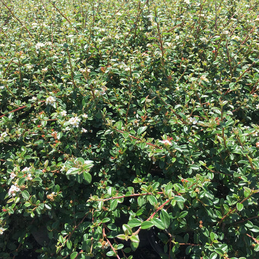 Cotoneaster suecicus (x) 'Coral Beauty' (C. dammeri Coral Beauty)