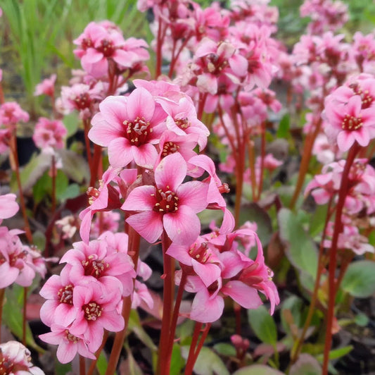 Bergenia 'Dragonfly Sakura'