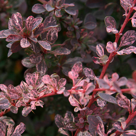 Berberis thunbergii 'Rose Glow'
