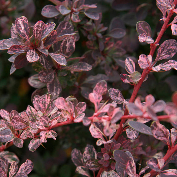 Berberis thunbergii 'Rose Glow'