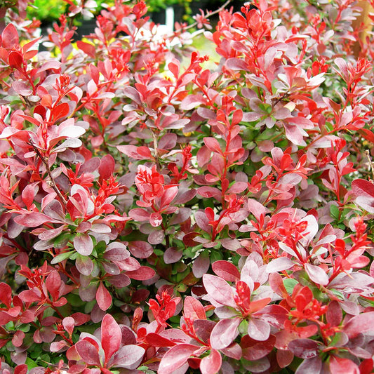 Berberis thunbergii 'Cherry Bomb'