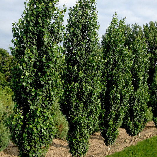 Betula 'Parkland Pillar'(colonnaire)