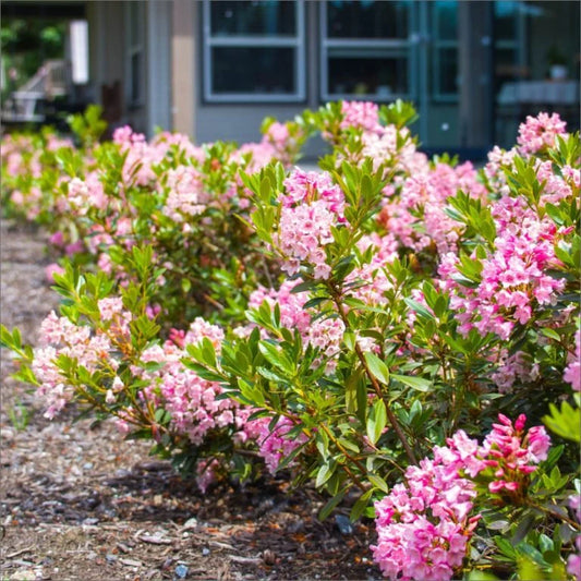 Rhododendron 'Bloombux Blush'