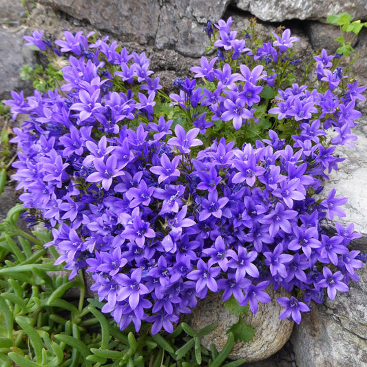 Campanula muralis