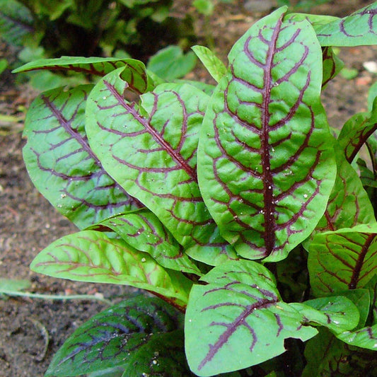 Rumex sanguineus