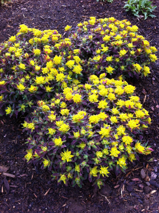Euphorbia 'Bonfire'