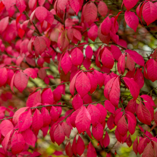 Euonymus alatus 'Fire Ball' (Select)
