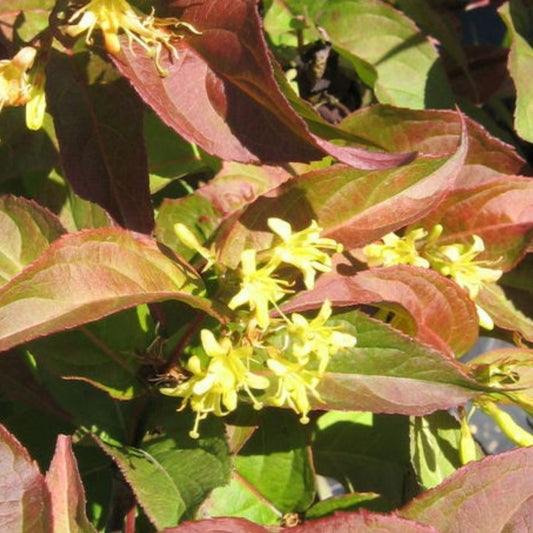 Diervilla lonicera 'Copper'