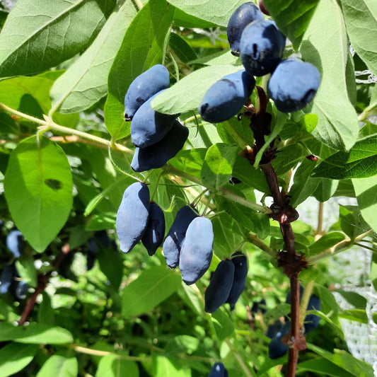 Lonicera caerulea 'Boreal Blizzard'(biologique)