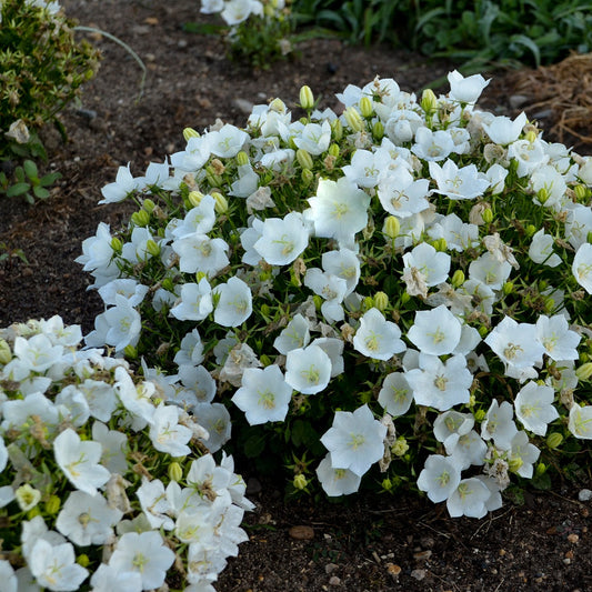 Campanula 'White Clips'