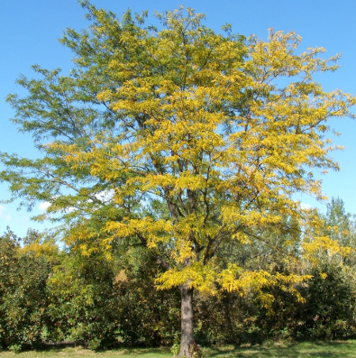 Gledistia triacanthos 'Inersis'