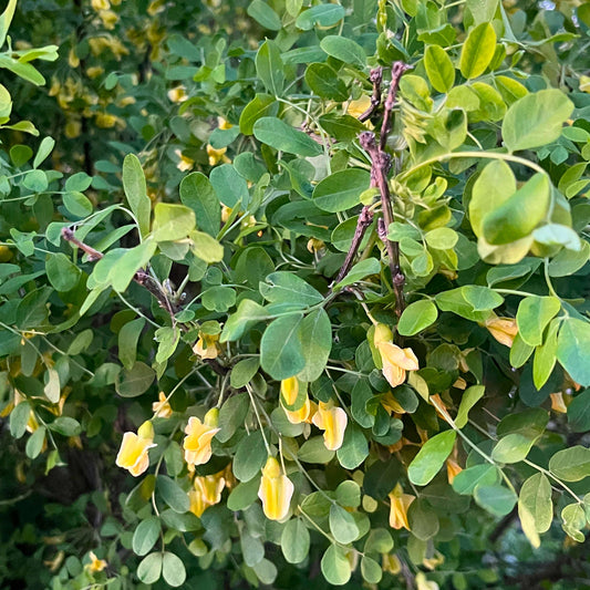 Caragana arborescens