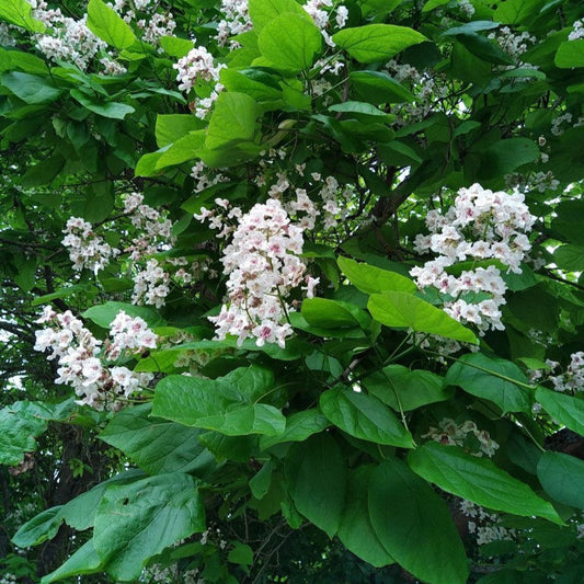 Catalpa speciosa