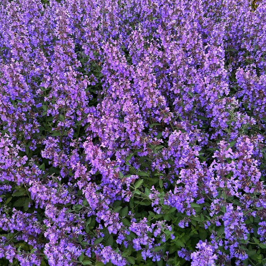 Nepeta faassenii 'Kitten Around'